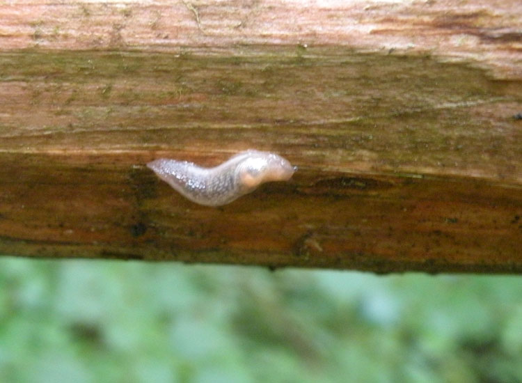 Lumache trentine 3: Deroceras sp?